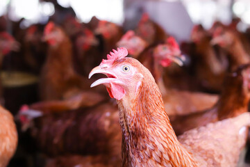 Close up of brown chicken in chicken farm © maybeiii