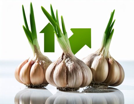 sprouting fresh garlic with green arrows