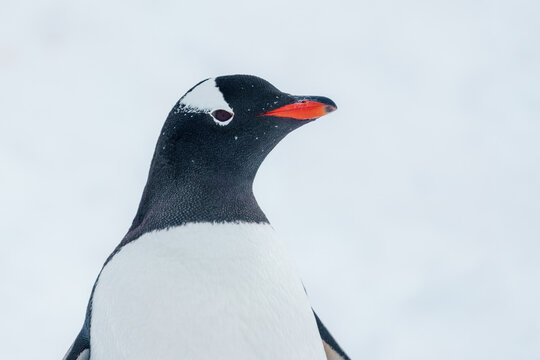 View of a Gentoo penguin profile with its distinctive white head patch and orange-red beak against a soft snowy background in Antarctica.