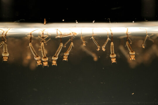 Mosquito Larvae Hanging Upside Down at Water Sur