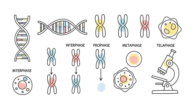 Cellular Blueprint: A detailed diagram illustrating the various stages of cellular division, from DNA replication to cell formation, and the utilization of a microscope for cellular study.
