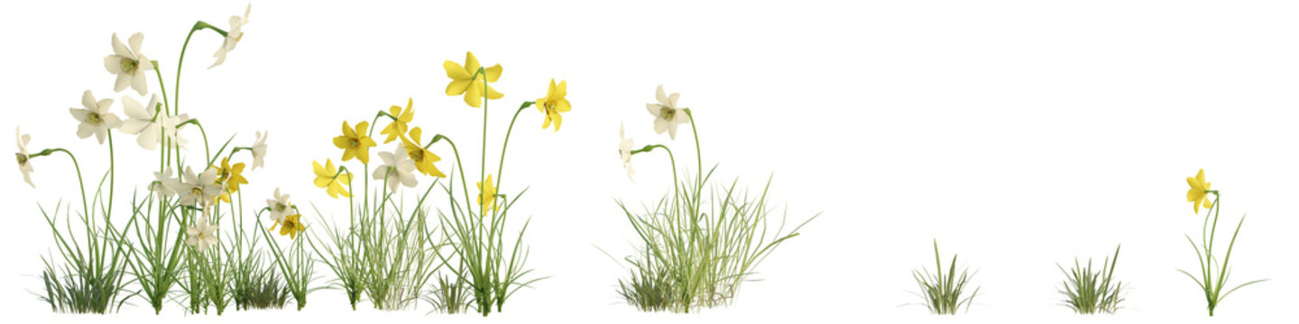 Daffodil Flowers Border with Yellow Blooms and Grass Isolated on Transparent Background. 3D rendering.