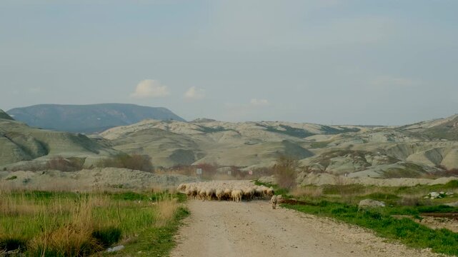 Explore the enchanting Cappadocia region in Turkey as sheep graze peacefully along a winding dirt road. Experience the vast and serene beauty of this unique destination in every frame.