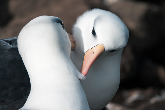 View of two black-browed albatrosses preening each other with soft white plumage and orange beaks on West Point Island, Falkland Islands.