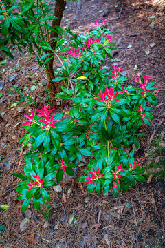 Red Spirng Flowers Detail