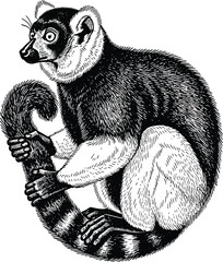 Vintage illustration of a ring tailed lemur in a curled position © ALO