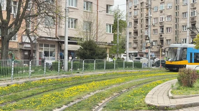 Tram passing through a European city with yellow dandelions in bloom
