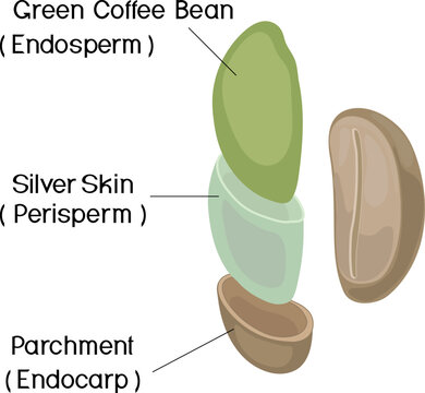 Internal Layers of a Green Coffee Bean Anatomy (Coffea arabica) Diagram