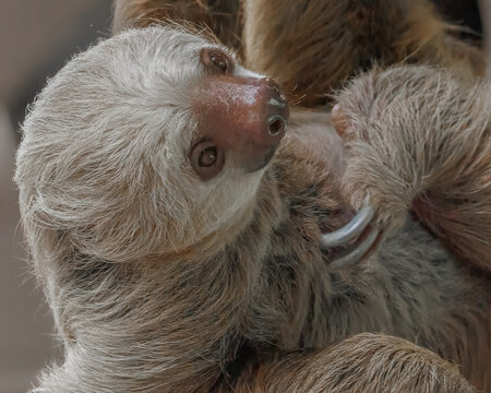 Hoffmann's Two-toed Sloth (Choloepus hoffmanni) close-up portrait at a wildlife rehabilitation sanctuary, Gamboa, Panama