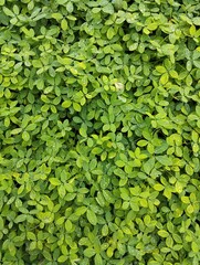 Obraz premium Fresh green leaves with water drops, natural texture background. Lush foliage pattern ideal for nature, eco concept, wallpaper, and organic design.