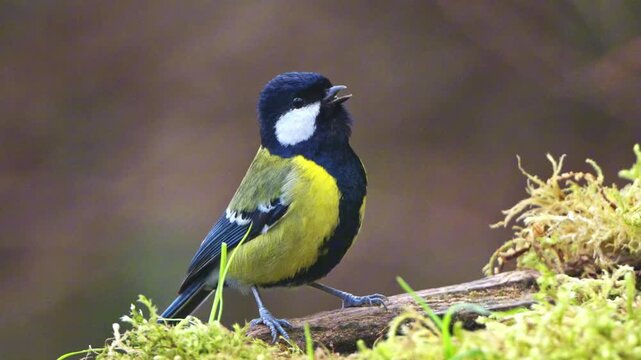 Green-backed Tit Perching on Mossy Log Before Flying Away