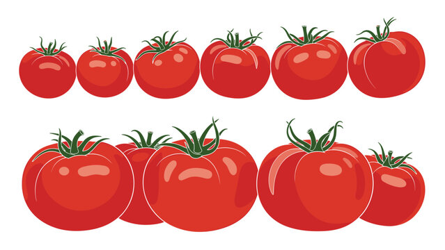 Large collection of fresh red tomatoes in different sizes arranged in two rows on a white background for food related design.