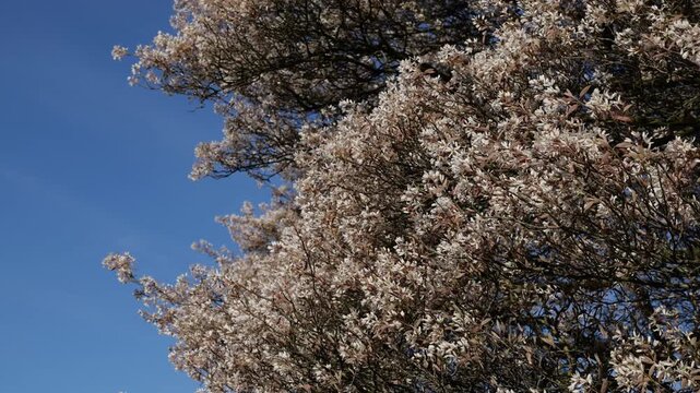 Juneberry Blossom Branches Against Clear Blue Sky