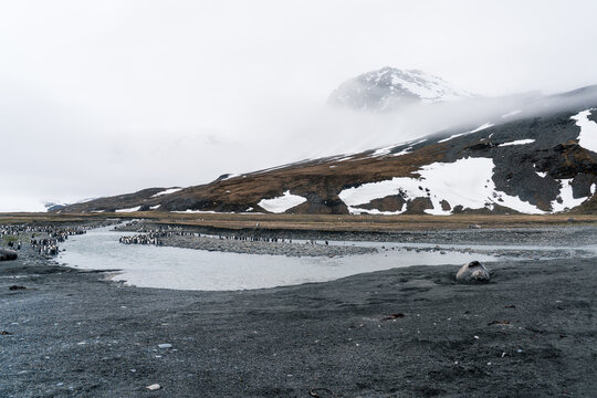 View of Saint Andrew's Bay featuring a vast king penguin colony and an elephant seal South Georgia and the South Sandwich Islands.