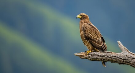 Fototapeta premium A majestic eagle perches gracefully on a weathered tree branch, its keen eyes scanning the vast wilderness under soft daylight, beak, sharp, predator