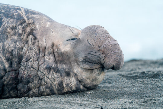 View of a male elephant seal resting on the dark sand of Saint Andrew's Bay showing its distinctive proboscis and wrinkled skin in South Georgia and the South Sandwich Islands.