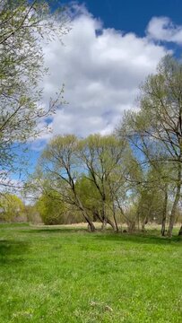 A meadow with green grass and trees on a windy spring day. Trees and grass sway in the sun's rays. Rural area. Light clouds in the sky.