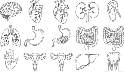 Obraz premium Human organ anatomy illustration set medical diagram brain heart lungs stomach liver kidney intestines ear tooth reproductive vector artwork design