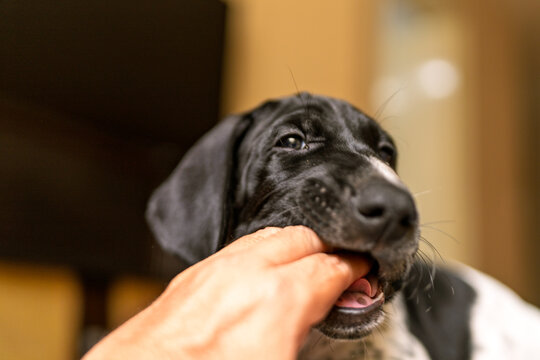 Puppy playfully biting human finger and hand