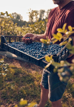 Farmer picking fresh blueberries on a farm.