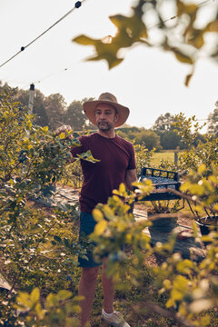 Farmer picking fresh blueberries on a farm.