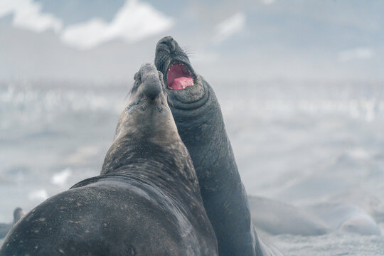 View of two southern elephant seals interacting on a misty beach with snow-capped mountains in the background at Saint Andrew's Bay, South Georgia and the South Sandwich Islands.