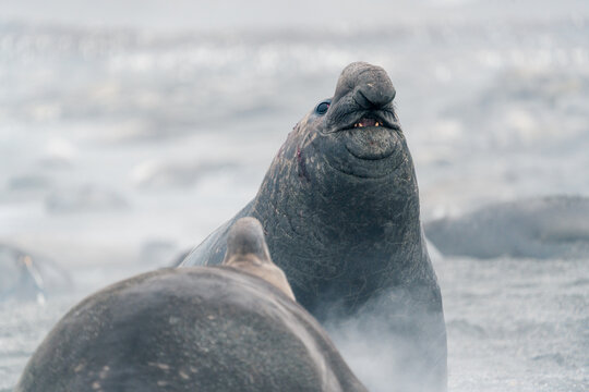View of southern elephant seals interacting on a misty beach with a large colony in the background at Saint Andrew's Bay South Georgia and the South Sandwich Islands.