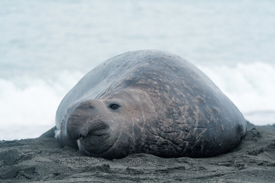 View of a massive southern elephant seal resting on the dark volcanic sand beach of Saint Andrew's Bay with ocean waves in the background South Georgia and the South Sandwich Islands.