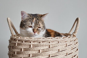 Domestic cat with calico fur resting comfortably in a woven basket, showcasing its relaxed posture and soft features against a neutral background © mikeosphoto