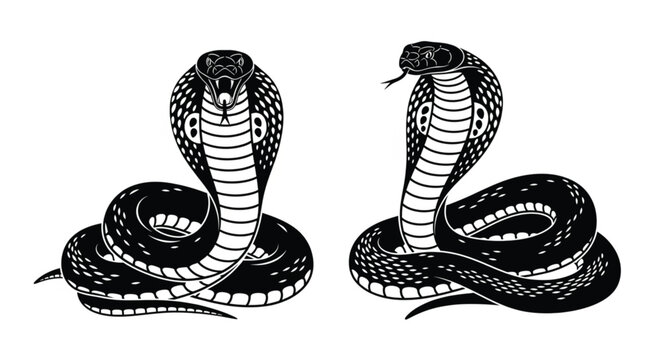 Cobra snake tattoo vector illustration with bold black and white line art featuring aggressive hooded serpent in classic traditional style