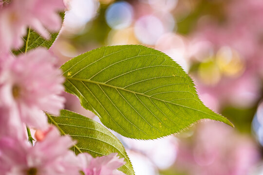 Das gr&uuml;ne Laub eines Zierkirschbaums im Fr&uuml;hling, umgeben von rosa Bl&uuml;ten, die Blattadern sind gut zu erkennen