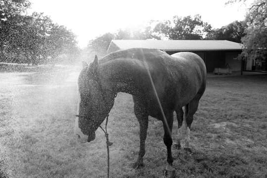 Quarter horse closeup getting bath on farm during sunset in black and white, animal care.