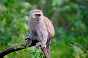 Obraz premium Wild Vervet Monkey Perched on a Tree Branch in the Botswana Wilderness