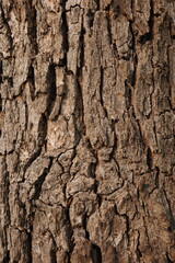 Obraz premium Close-up of natural tree bark with rough, cracked texture and earthy brown tones.
