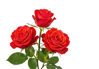 Fototapeta premium Three vibrant red blooming roses with delicate petals and green leaves are perfectly isolated on a clean, solid white studio background, romance, macro, arrangement