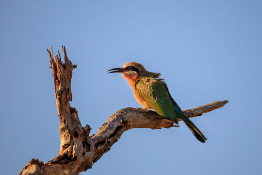 View of a colorful white-fronted bee-eater perched on a dry weathered tree branch against a clear blue sky in Skukuza, Mpumalanga, South Africa.