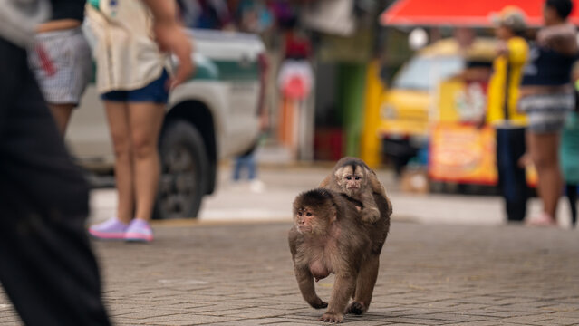 Monkeys roaming the streets of Ecuador.