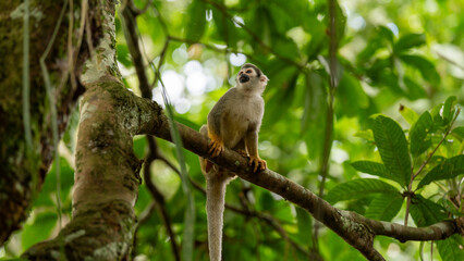 Fototapeta premium Monkeys climbing trees.