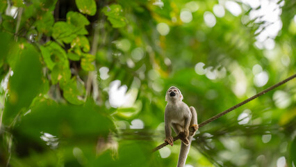 Fototapeta premium Monkeys climbing trees.