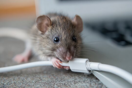 Small rodent biting through computer power wire