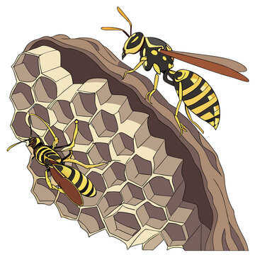 Two wasps on a honeycomb nest with detailed insect illustration