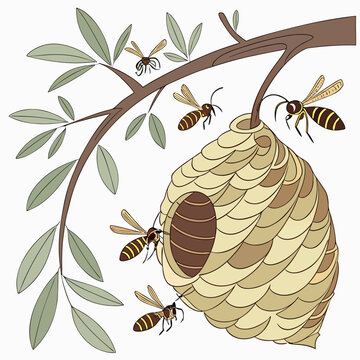 An illustration of a wasp nest hanging from a tree branch with wasps flying around it