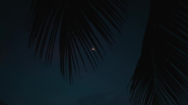 Mysterious tropical night with crescent moon hidden behind palm leaves evokes silence. Deep blue sky and dark palm shadows create cinematic mystery calm atmosphere and emotional nature background.
