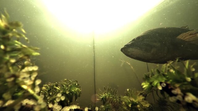 Beneath a static largemouth bass Micropterus salmoides above its nest, the sun shines through the surface while aquatic plants fill the foreground in a shallow lake.