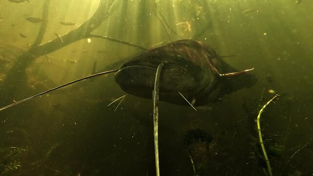 A wels catfish Silurus glanis approaches the camera twice to inspect it, using its taste sensitive barbels in green murky lake water among submerged branches.