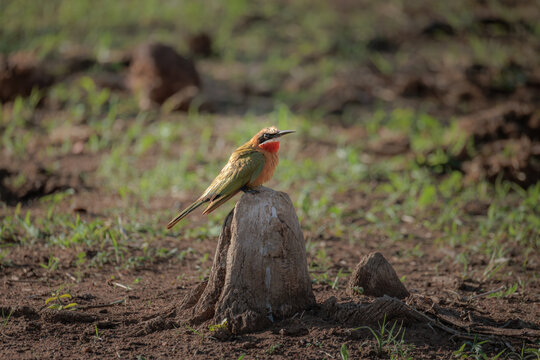 View of a white-fronted bee-eater perched on a small mound in the savanna landscape of Skukuza, Mpumalanga, South Africa.