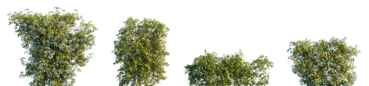 Set of Solanum jasminoides Variegata  (Variegated Potato Vine) blossoming frontal isolated png on a transparent background perfectly cutout