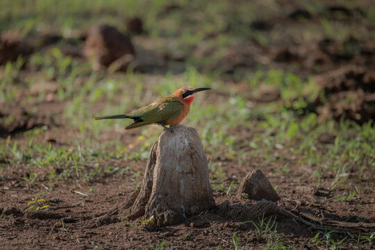 View of a colorful White-fronted Bee-eater perched on a small termite mound in the savanna of Kruger National Park Skukuza, Mpumalanga, South Africa.