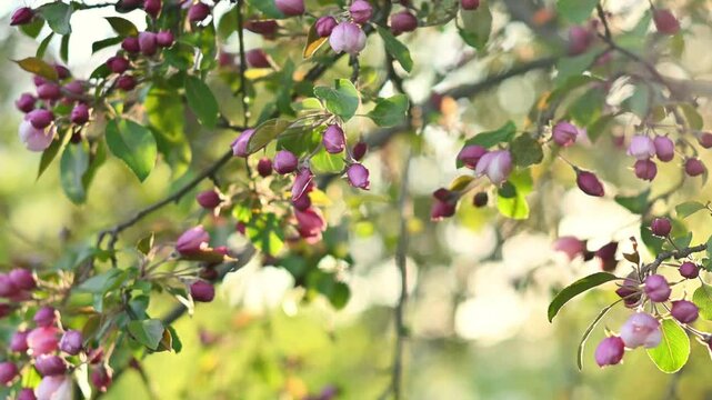 Beautiful crabapple tree branches covered in pink and purple flower buds in early spring bloom, gently swaying in soft natural light with dreamy bokeh background