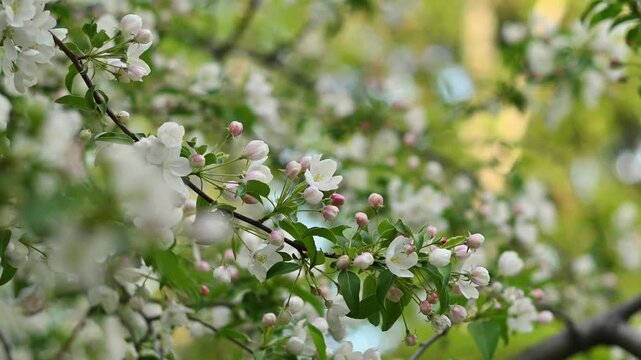 Close-up of delicate apple or crabapple tree blossoms in full spring bloom, featuring white open flowers and soft pink buds on dark branches with fresh green leaves, gentle bokeh background